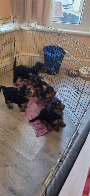 5 puppy 8 weeks old - Image 4 of 4