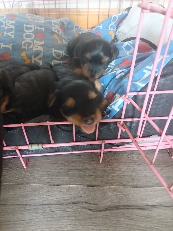 Yorkshire Terrier puppies for sale in Stranraer, Wigtown – 4 weeks old