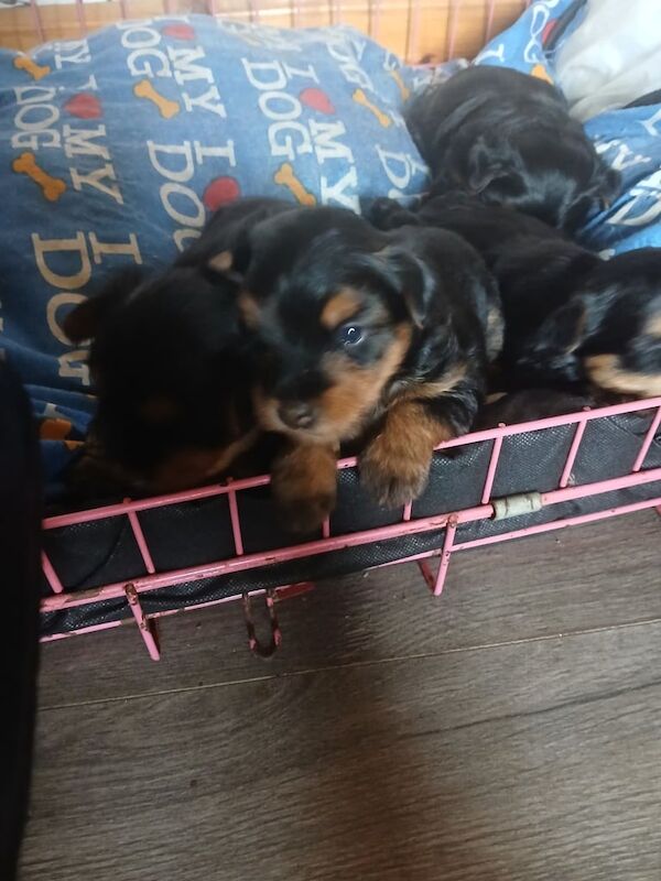 Yorkshire Terrier puppies for sale in Stranraer, Wigtown – 4 weeks old - Image 2 of 3