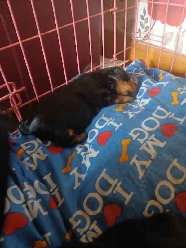 Yorkshire Terrier puppies for sale in Stranraer, Wigtown – 4 weeks old - Image 3 of 3