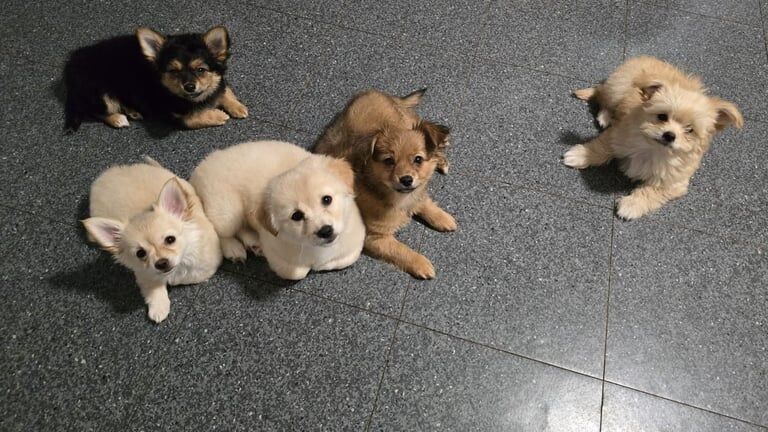 Yorkshire Terrier puppies for sale in Crawley, West Sussex – 10 weeks old