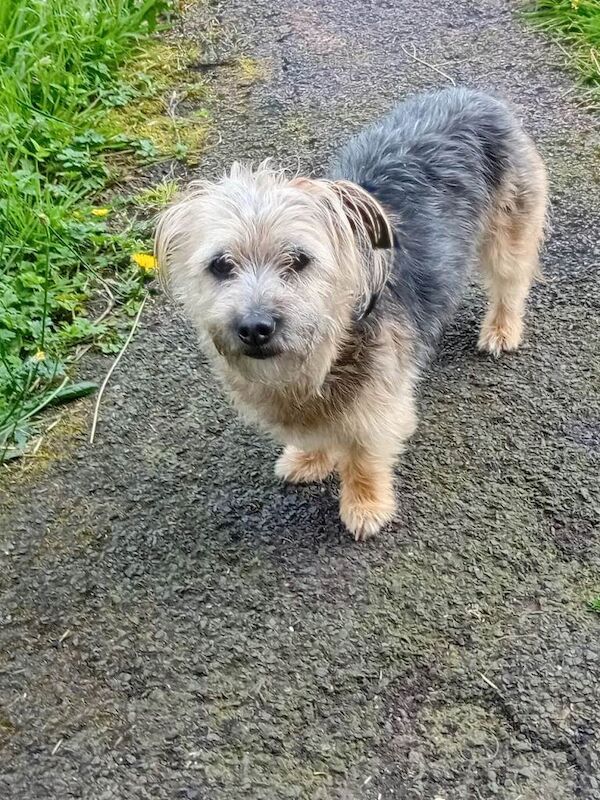 Yorkshire Terrier Puppies For Sale Under £1,000