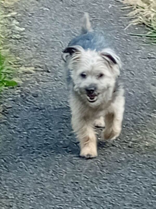 5 y/o Yorkie female for sale - Image 2 of 6