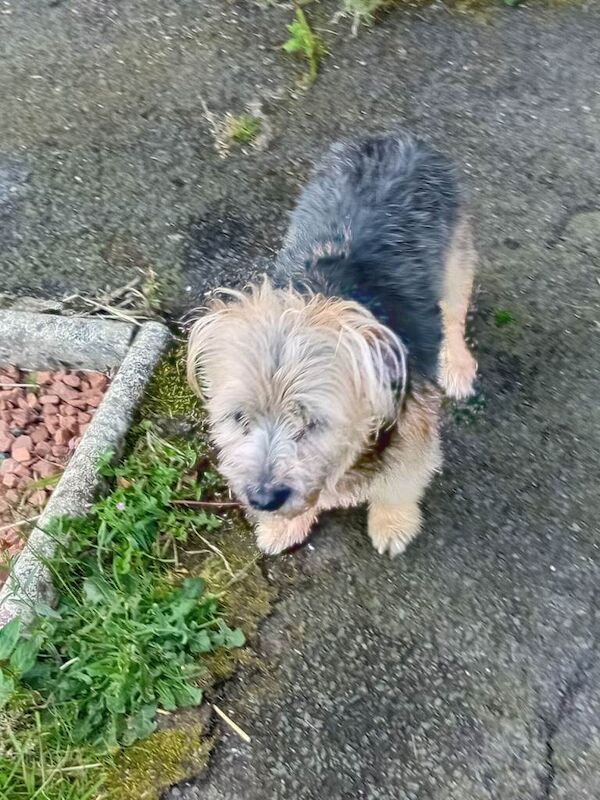 5 y/o Yorkie female for sale - Image 3 of 6