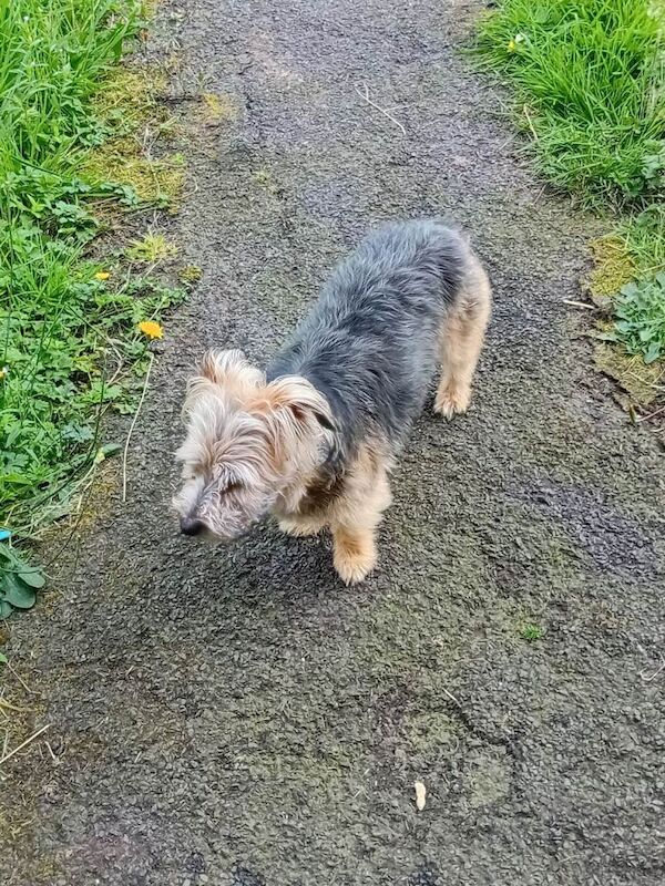 5 y/o Yorkie female for sale - Image 4 of 6