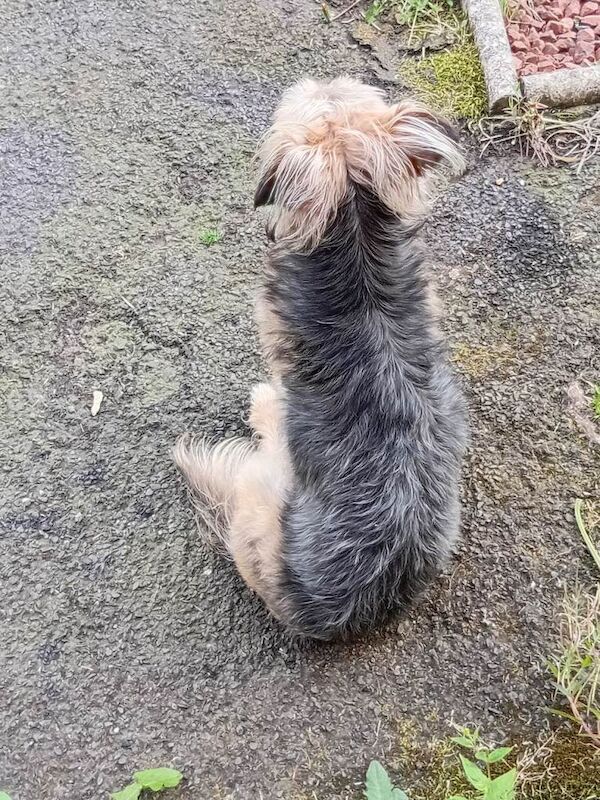 5 y/o Yorkie female for sale - Image 5 of 6