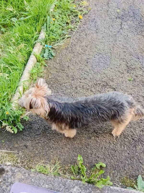 5 y/o Yorkie female for sale - Image 6 of 6