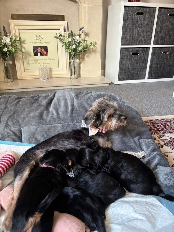 Kennel Club Registered Yorkshire Terrier Puppies For Sale