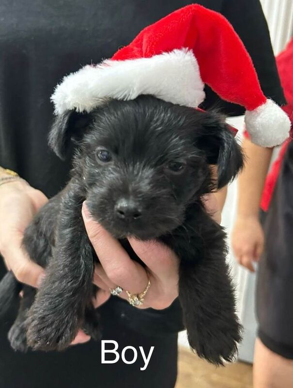 Yorkshire Terrier puppies for sale in Enfield, Greater London – 8 weeks old