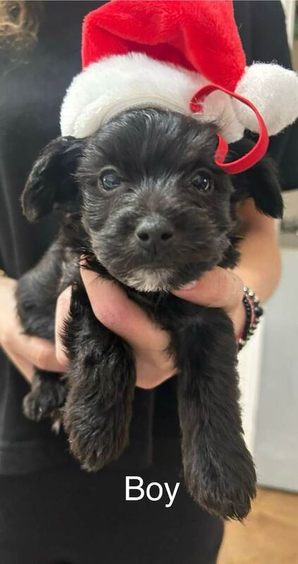 Yorkshire Terrier puppies for sale in Enfield, Greater London – 11 weeks old - Image 3 of 4