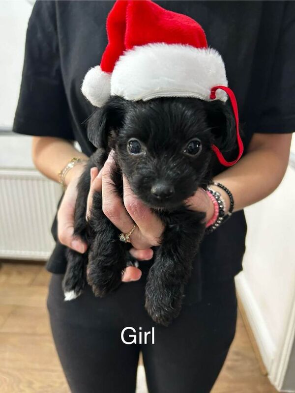 Yorkshire Terrier puppies for sale in Enfield, Greater London – 11 weeks old - Image 4 of 4