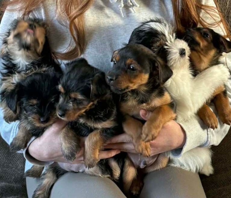 6 beautiful Yorkshire terrier puppies