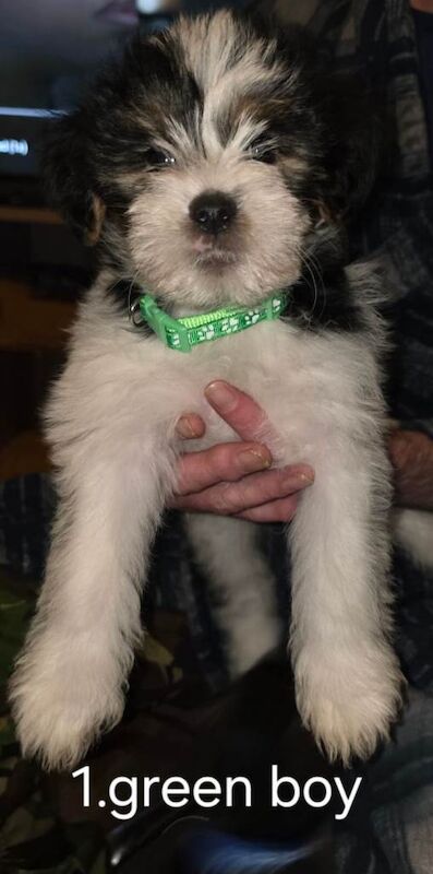 6 beautiful Yorkshire terrier puppies - Image 2 of 4
