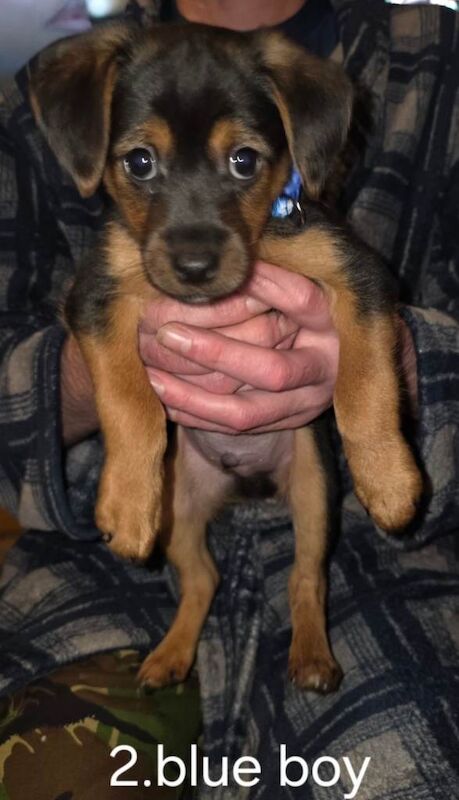 6 beautiful Yorkshire terrier puppies - Image 3 of 4