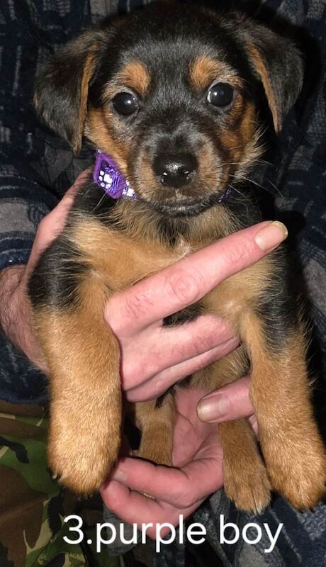 6 beautiful Yorkshire terrier puppies - Image 4 of 4