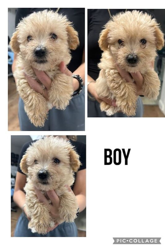 Yorkshire Terrier puppies for sale in Enfield, Greater London – 8 weeks old