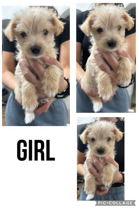 Yorkshire Terrier puppies for sale in Enfield, Greater London – 8 weeks old - Image 2 of 3