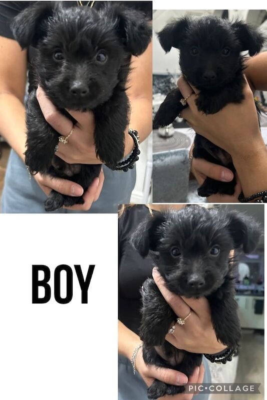 Yorkshire Terrier puppies for sale in Enfield, Greater London – 8 weeks old - Image 3 of 3