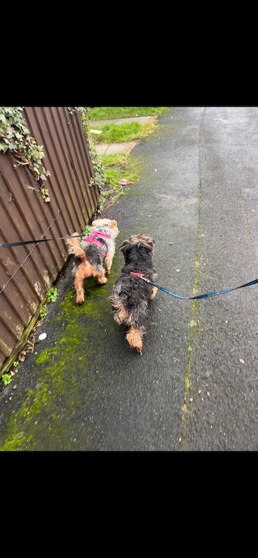 Yorkie Puppies For Sale