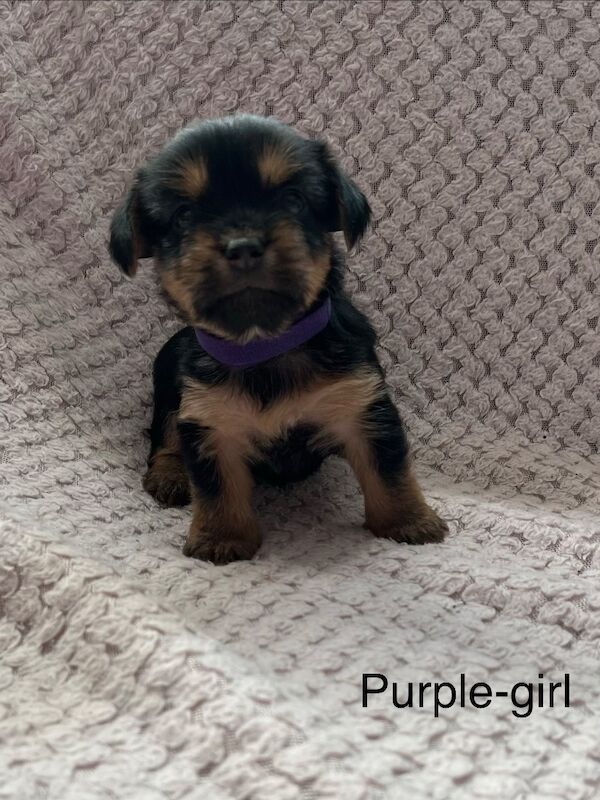 6 pure breed pedigree Yorkie pups