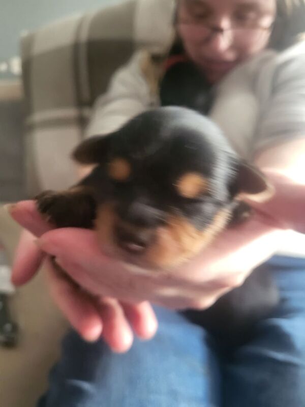 Yorkshire Terrier puppies for sale in Belfast, County Antrim – 9 weeks old - Image 2 of 4