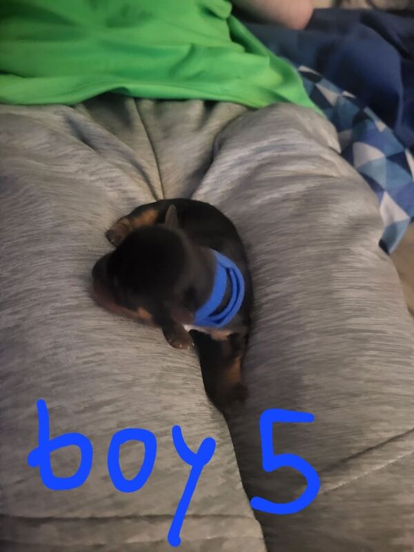 Yorkshire Terrier puppies for sale in Belfast, County Antrim – 9 weeks old - Image 3 of 4