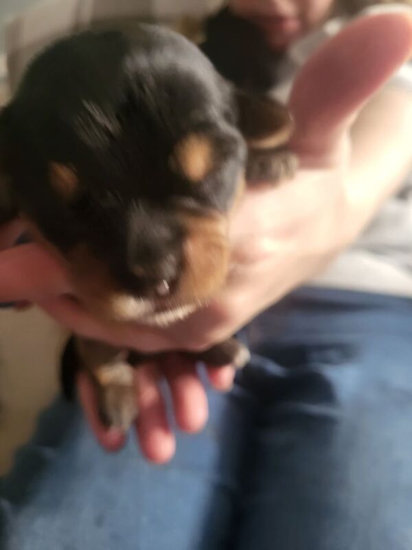 Yorkshire Terrier puppies for sale in Belfast, County Antrim – 9 weeks old - Image 4 of 4