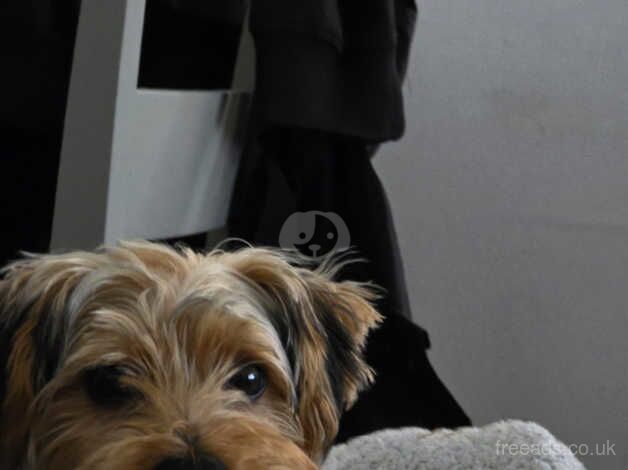 8 month old Yorkie male for sale in Glasgow, Glasgow City