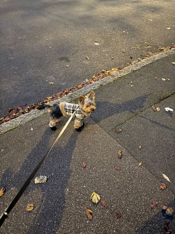 Yorkshire Terrier puppies for sale in Chingford, Greater London – 8 months old - Image 2 of 5