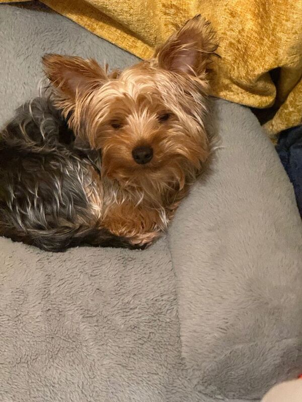 Yorkshire Terrier puppies for sale in Chingford, Greater London – 8 months old - Image 3 of 5