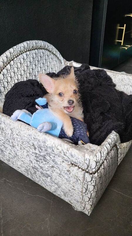 Yorkshire Terrier puppies for sale in Gosport, Hampshire – 8 weeks old - Image 2 of 4