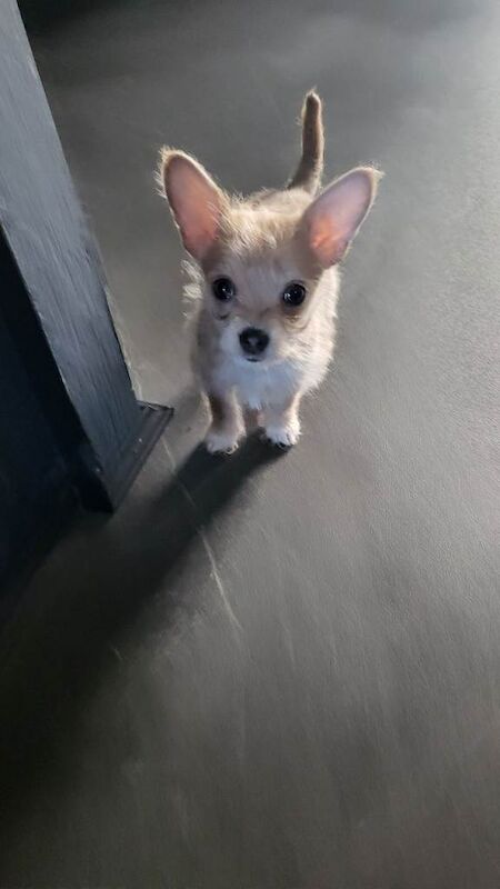 Yorkshire Terrier puppies for sale in Gosport, Hampshire – 8 weeks old - Image 3 of 4