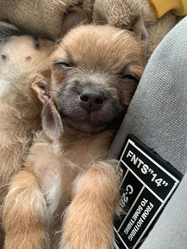 Yorkshire Terrier puppies for sale in Gosport, Hampshire – 8 weeks old - Image 4 of 4