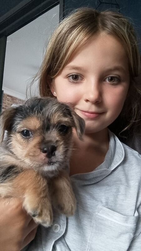 Yorkshire Terrier puppies for sale in Houghton-le-Spring, Tyne and Wear – 8 weeks old