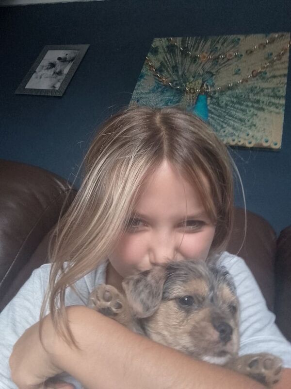 Yorkshire Terrier puppies for sale in Houghton-le-Spring, Tyne and Wear – 8 weeks old - Image 2 of 3
