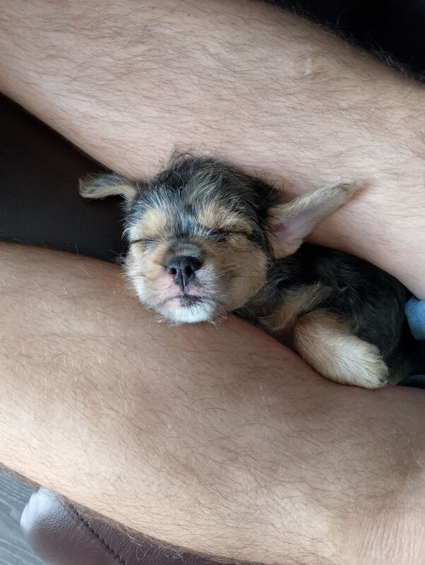 Yorkshire Terrier puppies for sale in Houghton-le-Spring, Tyne and Wear – 8 weeks old - Image 3 of 3