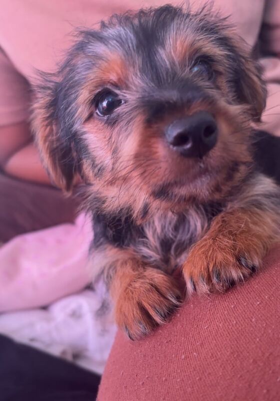 Yorkshire Terrier puppies for sale in Bolton, Greater Manchester – KC registered, 9 weeks old