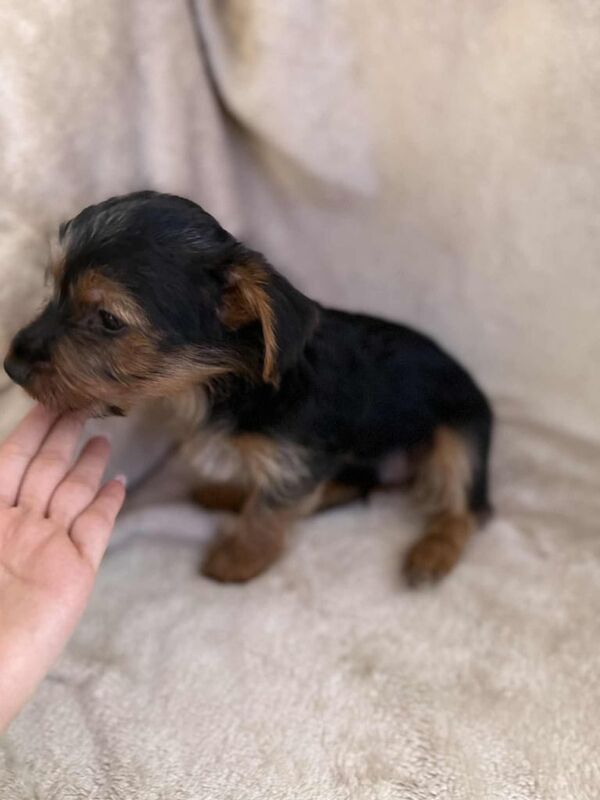 Yorkshire Terrier puppies for sale in Bolton, Greater Manchester – KC registered, 9 weeks old - Image 2 of 3