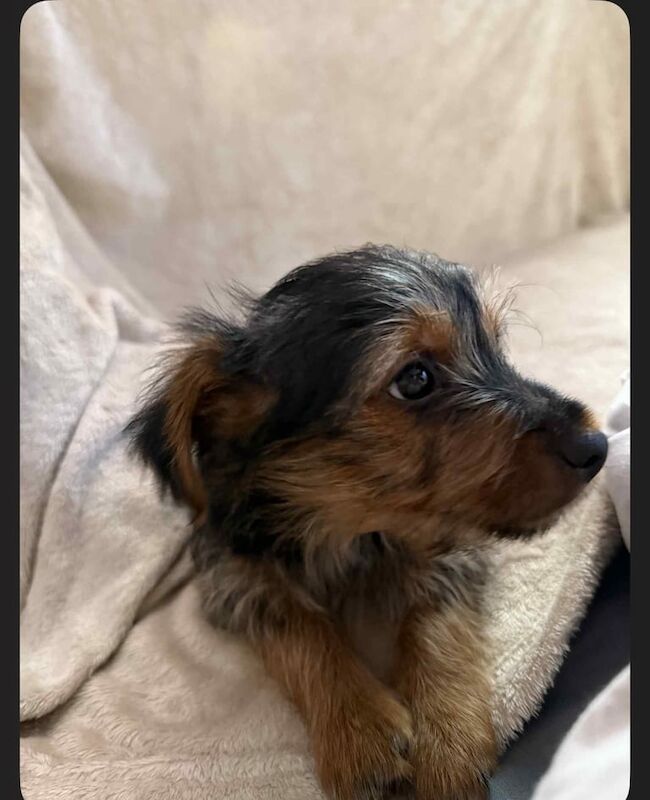 Yorkshire Terrier puppies for sale in Bolton, Greater Manchester – KC registered, 9 weeks old - Image 3 of 3