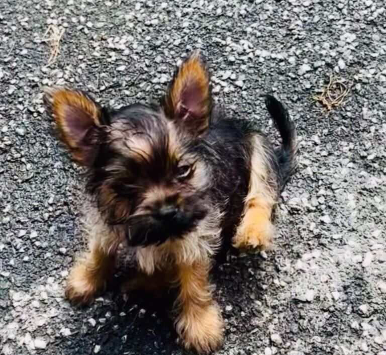 Yorkshire Terrier puppies for sale in Leeds, West Yorkshire – 11 weeks old