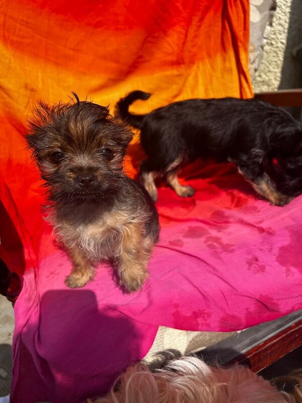 Yorkshire Terrier puppies for sale in Leeds, West Yorkshire – 11 weeks old - Image 2 of 3