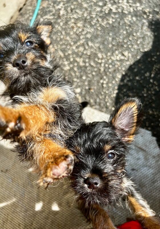 Yorkshire Terrier puppies for sale in Leeds, West Yorkshire – 11 weeks old - Image 3 of 3