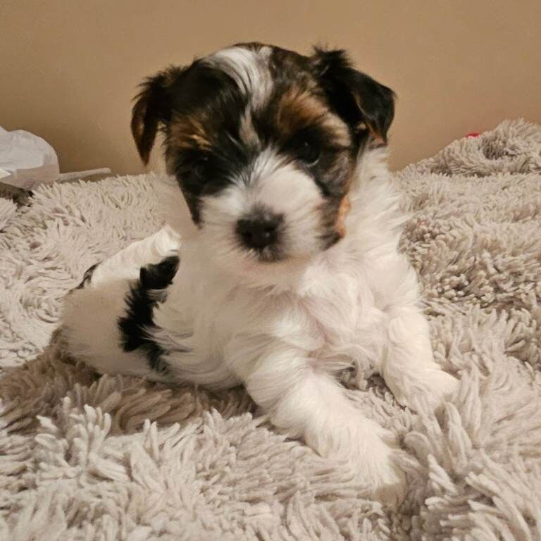 Yorkie Puppies For Sale