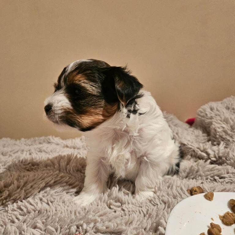 Yorkshire Terrier puppies for sale in Newcastle upon Tyne, Tyne and Wear – 5 weeks old - Image 2 of 6