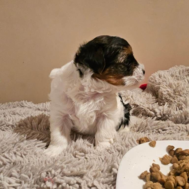 Yorkshire Terrier puppies for sale in Newcastle upon Tyne, Tyne and Wear – 5 weeks old - Image 3 of 6