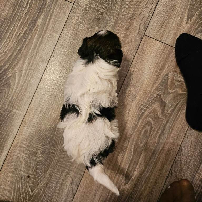 Yorkshire Terrier puppies for sale in Newcastle upon Tyne, Tyne and Wear – 5 weeks old - Image 4 of 6