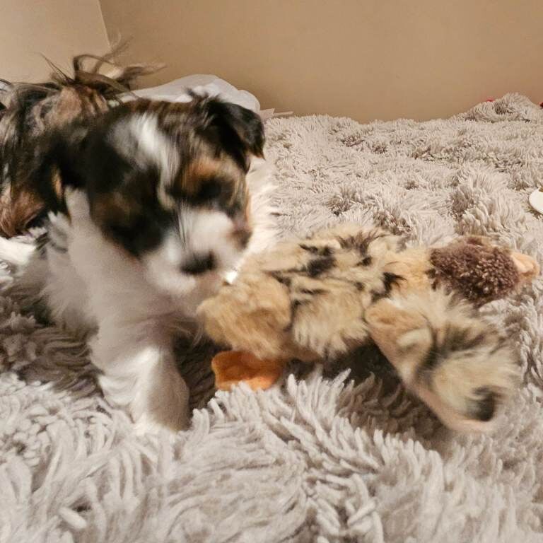 Yorkshire Terrier puppies for sale in Newcastle upon Tyne, Tyne and Wear – 5 weeks old - Image 5 of 6