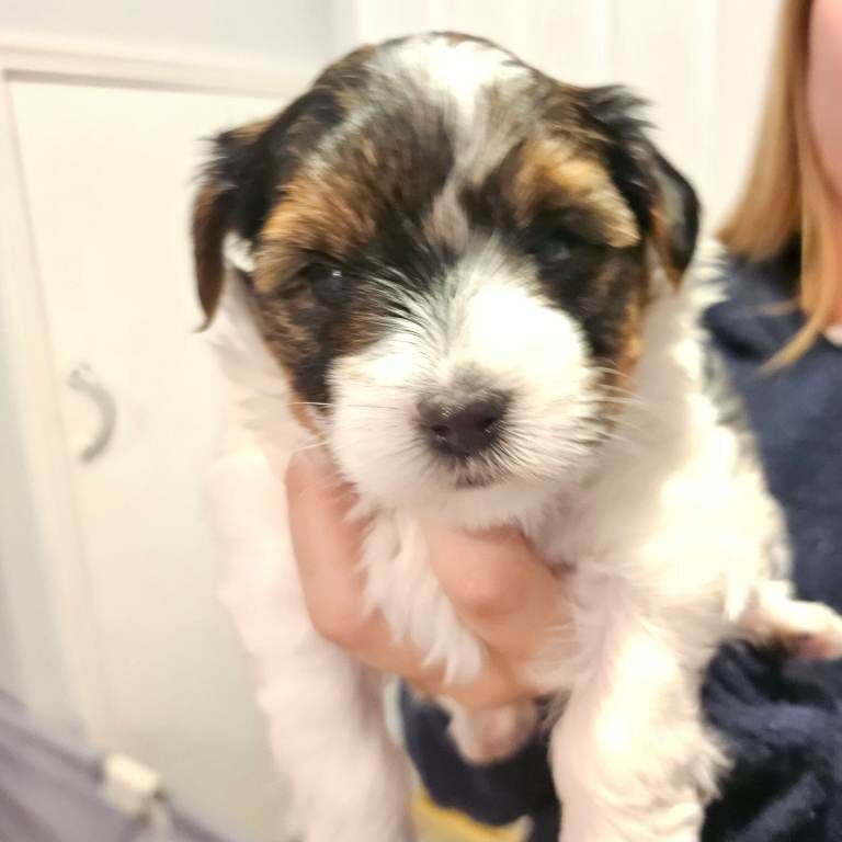 Yorkshire Terrier puppies for sale in Newcastle upon Tyne, Tyne and Wear – 5 weeks old - Image 6 of 6