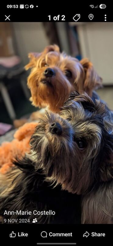 Yorkshire Terrier puppies for sale in Manchester, Greater Manchester – 6 weeks old - Image 2 of 13