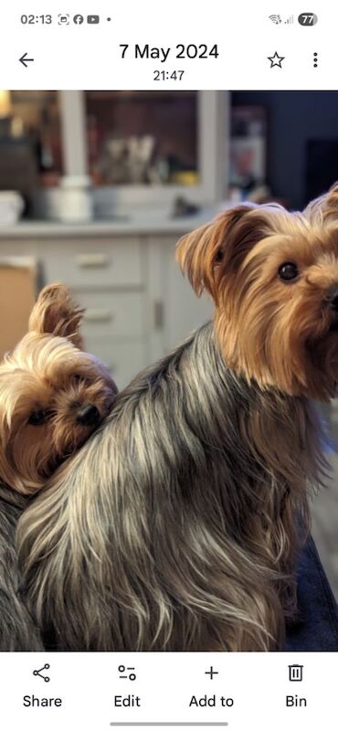 Yorkshire Terrier puppies for sale in Manchester, Greater Manchester – 6 weeks old - Image 3 of 13